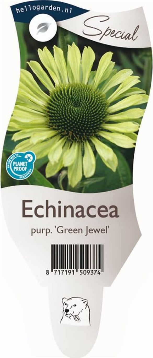 Echinacea p. 'Green Jewel' - P11